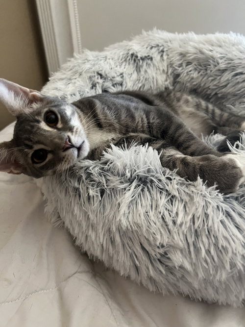 picture of the cat needing adoption