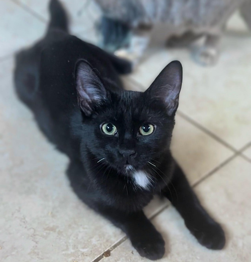 picture of the cat needing adoption