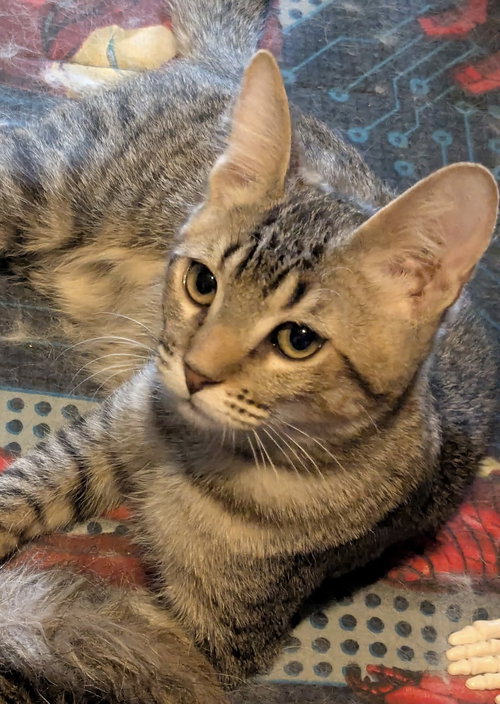 picture of the cat needing adoption
