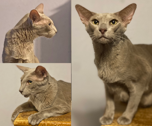 picture of the cat needing adoption