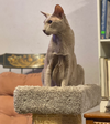 Mouse - Photo 2