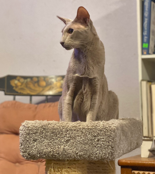 MOUSE - Oriental Short Hair available for adoption