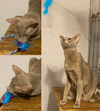 Mouse - Photo 3