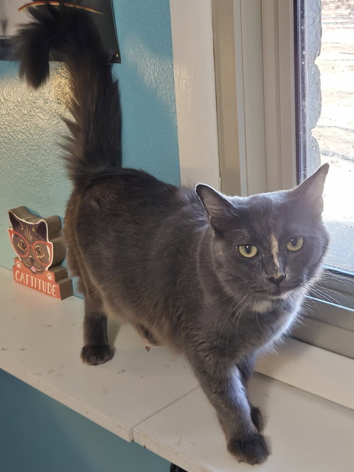 picture of the cat needing adoption