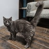 Delilah - Photo 2