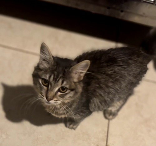 COOKIE - Domestic Short Hair available for adoption