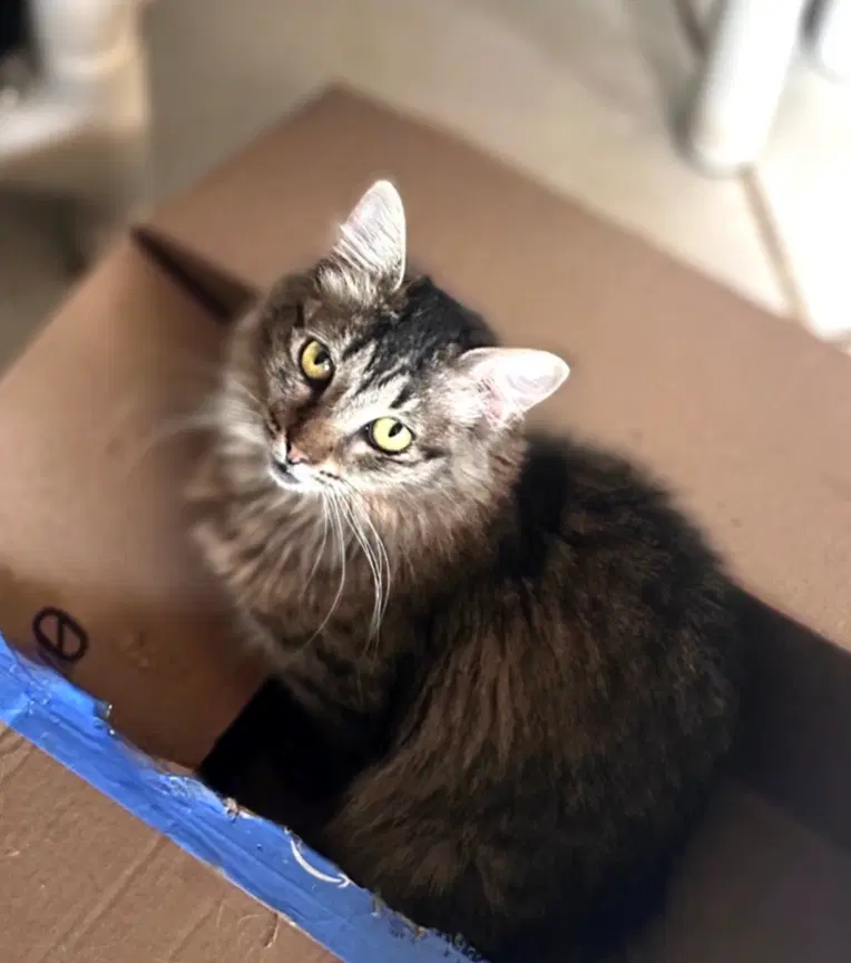 Cookie - Domestic Short Hair