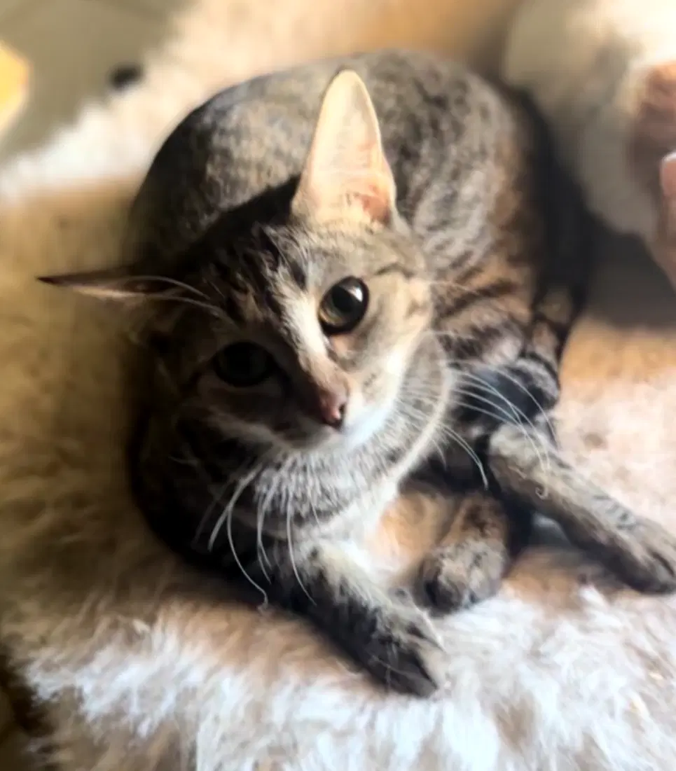 Havana - Domestic Short Hair