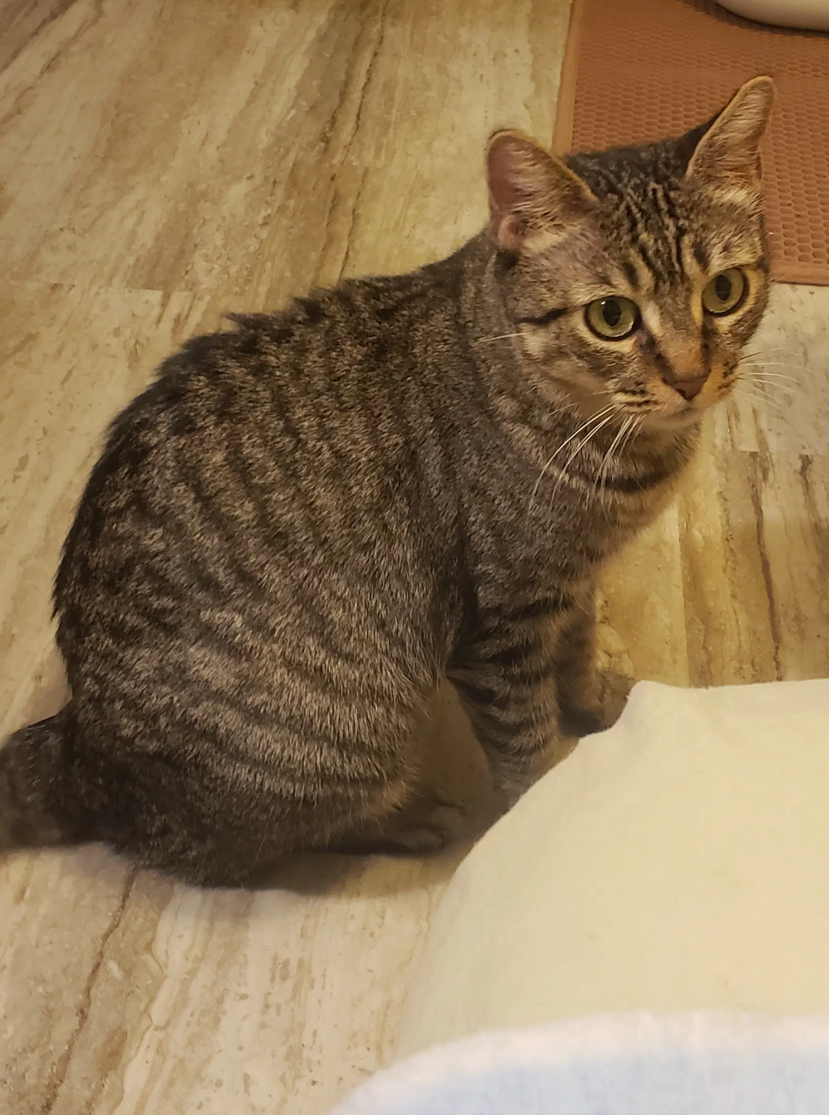 Faith - Domestic Short Hair