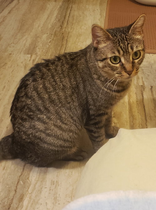 picture of the cat needing adoption