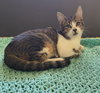 Tofu - Photo 1