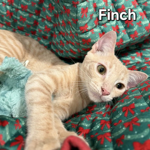Finch