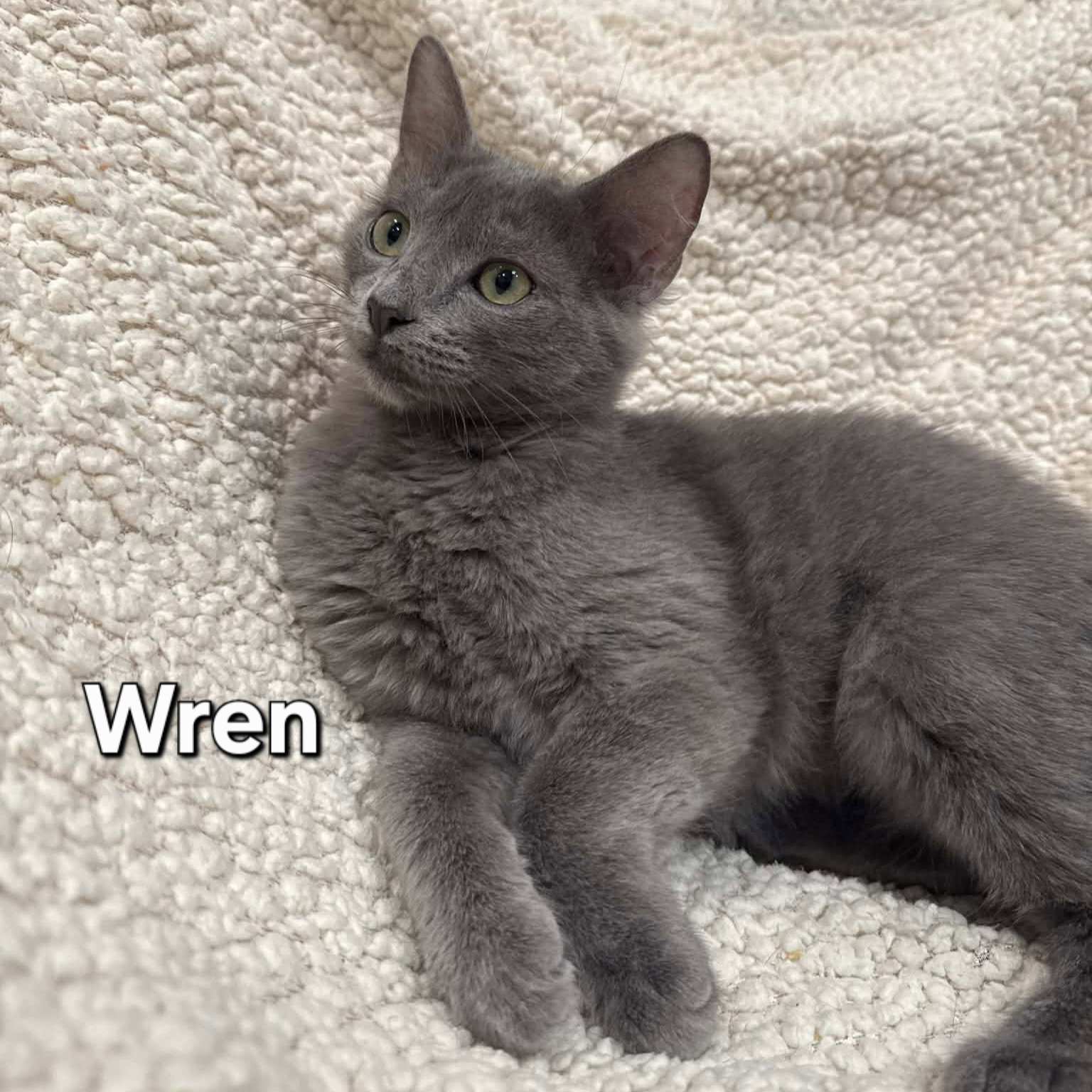 Wren Image
