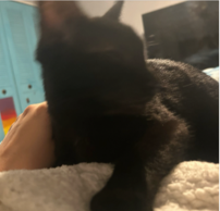 STEVIE - Domestic Short Hair available for adoption