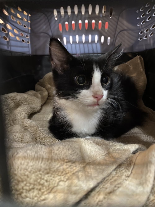 Photo 4 of Figaro