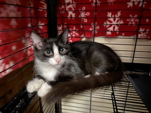 Photo 5 of Figaro