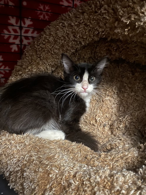 Photo 6 of Figaro