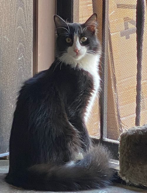 Photo 2 of Figaro