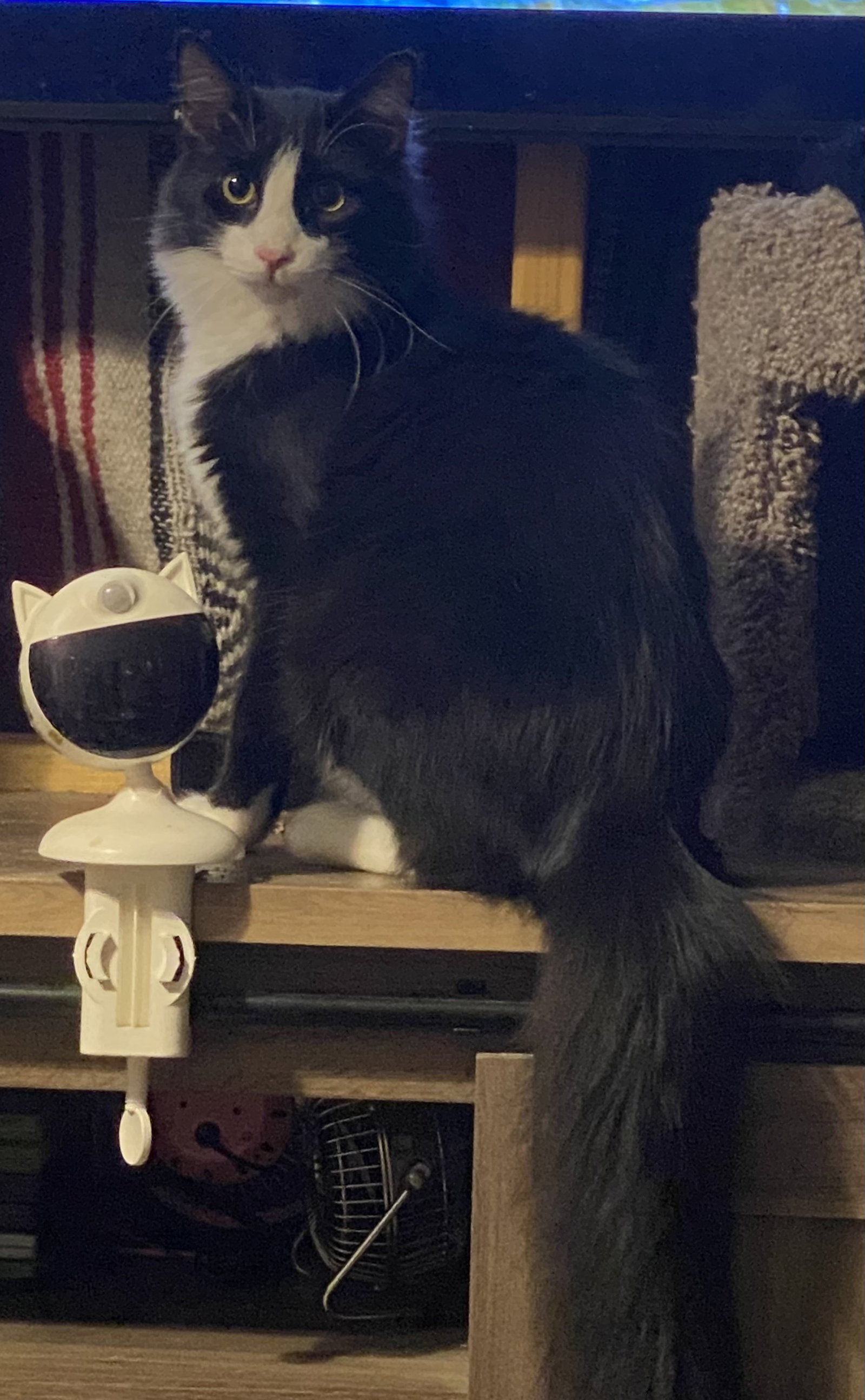Figaro