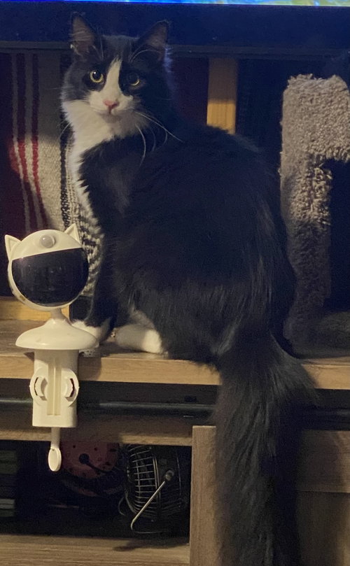 Figaro, an adoptable Domestic Short Hair in No Physical Shelter, AZ