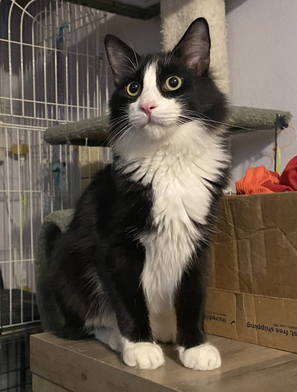 Figaro