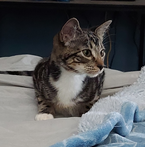 picture of the cat needing adoption