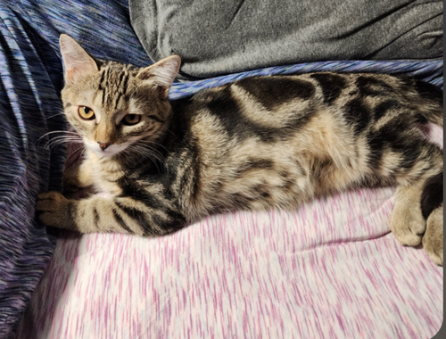 GABBY - Domestic Short Hair available for adoption
