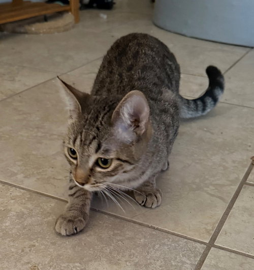 picture of the cat needing adoption