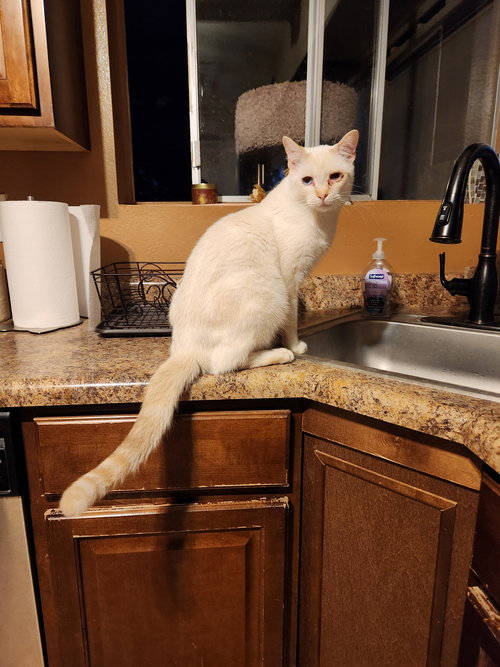 picture of the cat needing adoption
