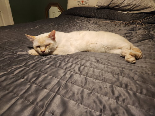 FROSTY - Siamese available for adoption
