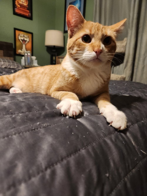 Boots, Young Domestic Short Hair / Mixed (short coat), cat for adoption in Buckeye, Arizona