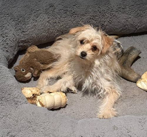 picture of the dog needing adoption