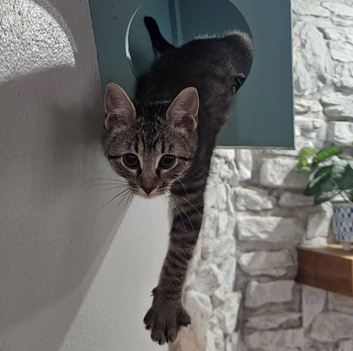 SWEET POTATO - Domestic Short Hair available for adoption
