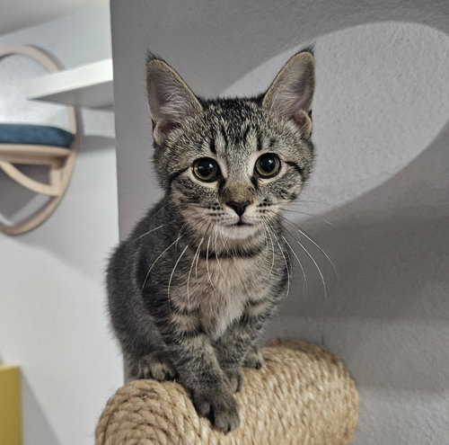 SWEET POTATO - Domestic Short Hair available for adoption