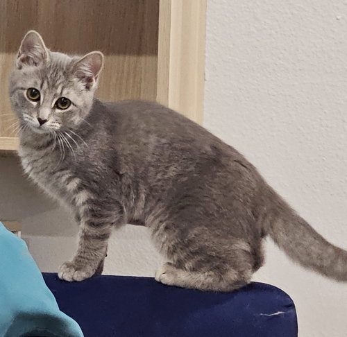 PUMPKIN - Domestic Short Hair available for adoption
