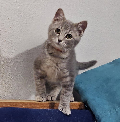 PUMPKIN - Domestic Short Hair available for adoption