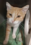 Bonnie *FIV+* - Photo 1