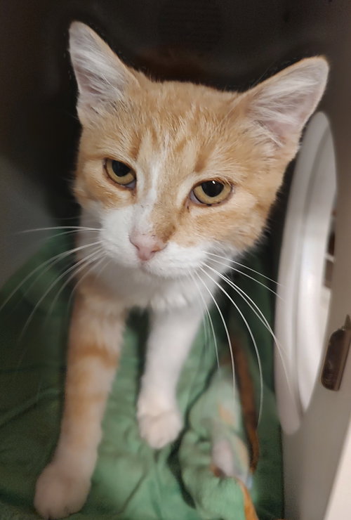 picture of the cat needing adoption