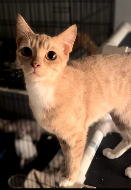 BANANA SHAKE - Domestic Short Hair available for adoption