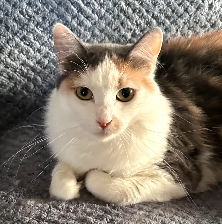 Tollie - Domestic Short Hair