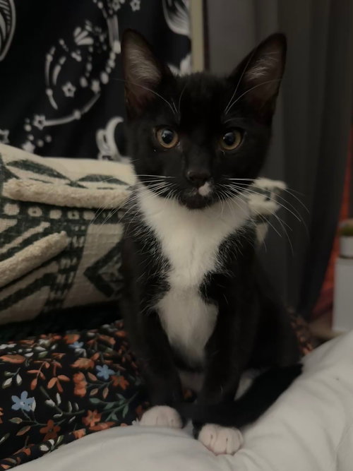 POE - Domestic Short Hair available for adoption