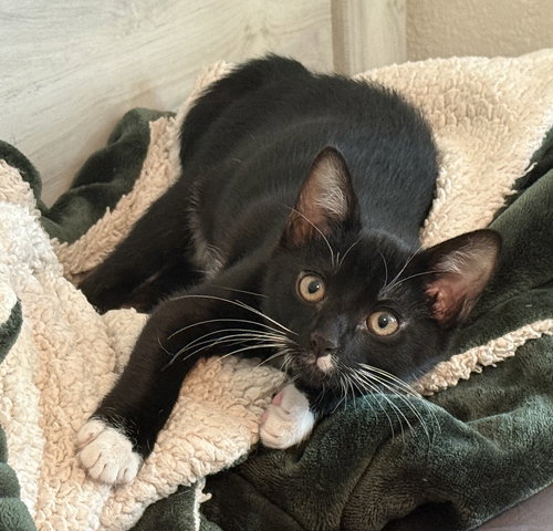 POE - Domestic Short Hair available for adoption
