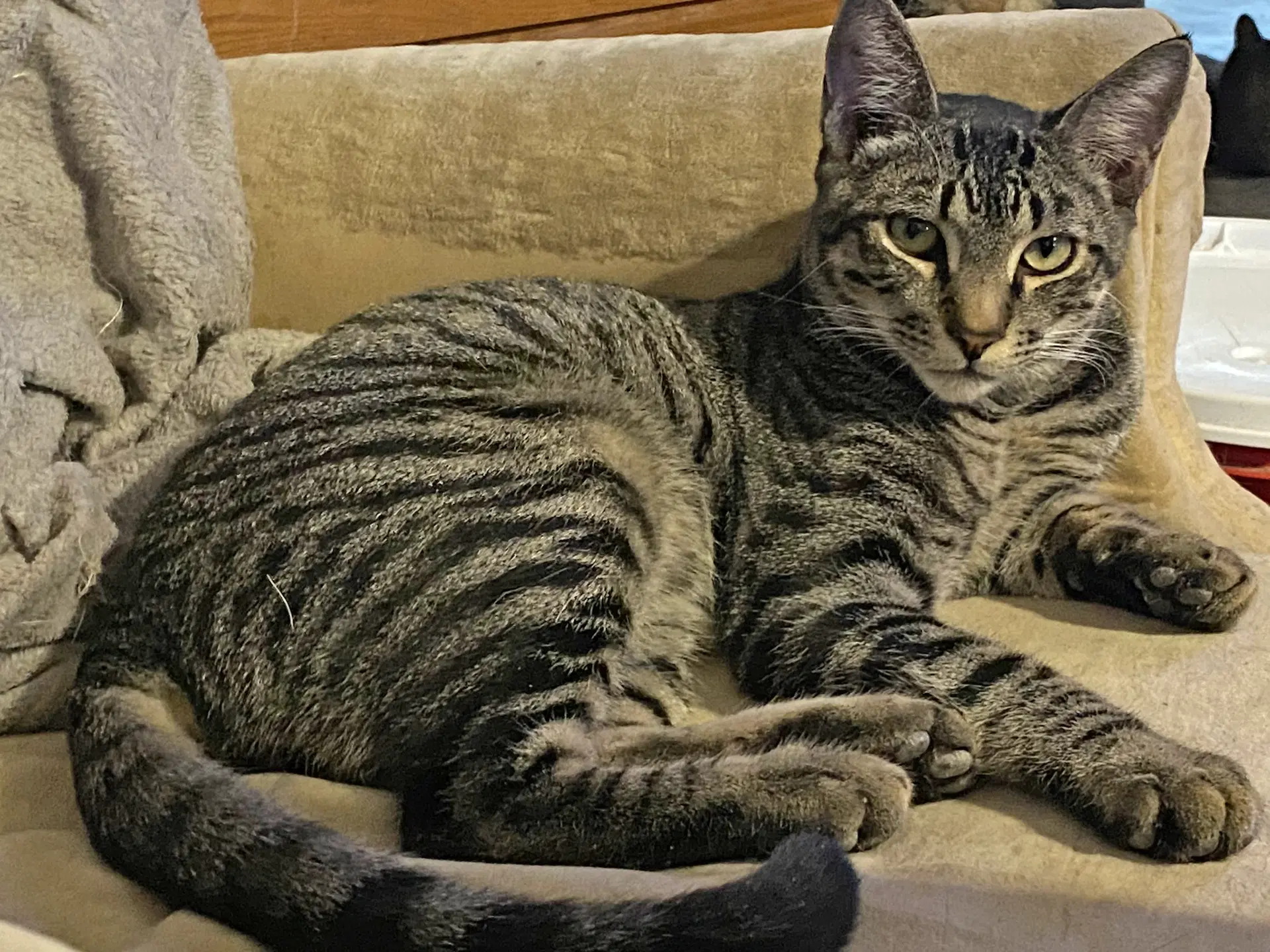 Sebastian Murder Blade - Domestic Short Hair