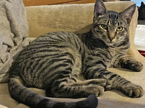 Sebastion Murder Blade, Young Domestic Short Hair (short coat), cat for adoption in Buckeye, Arizona