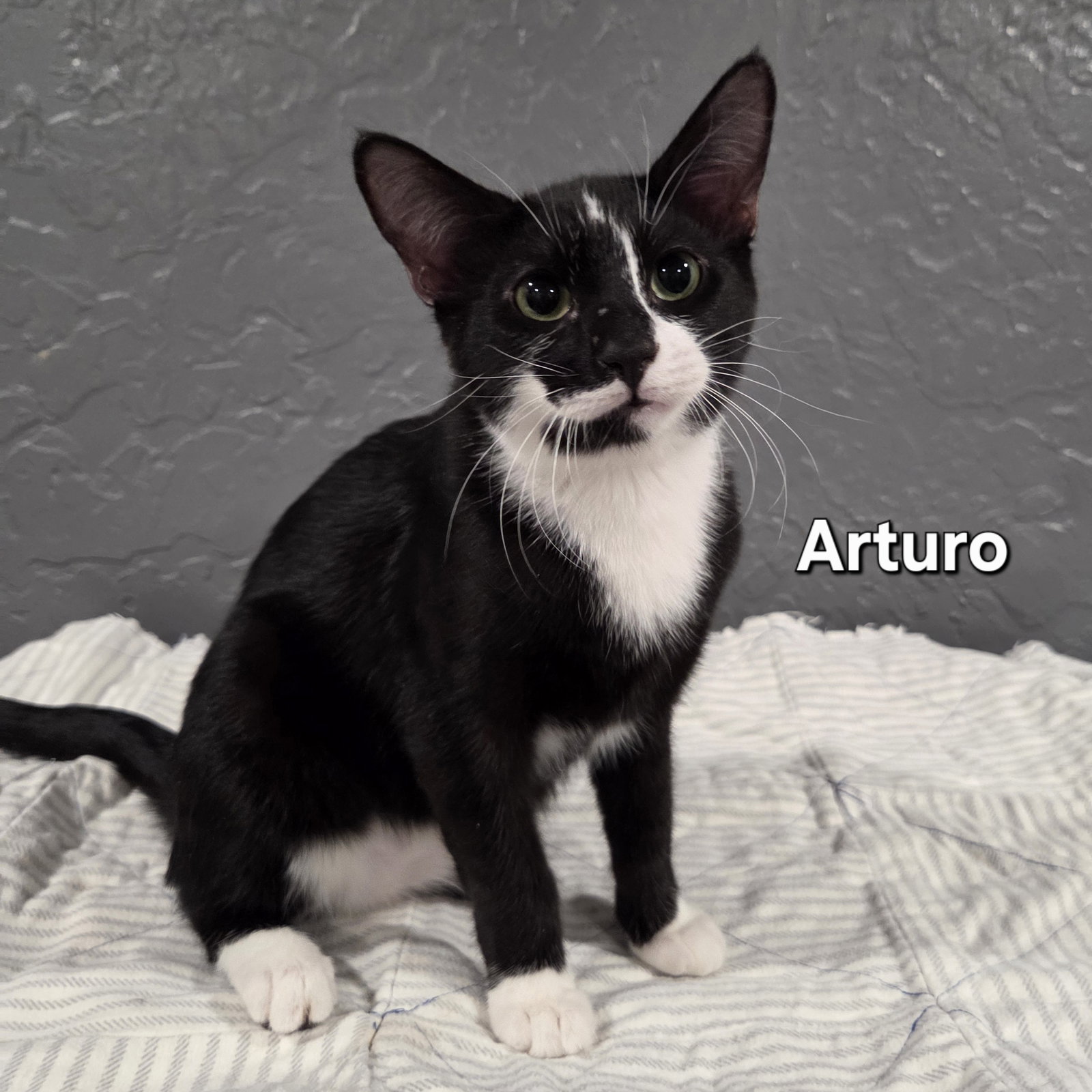 Arturo Image