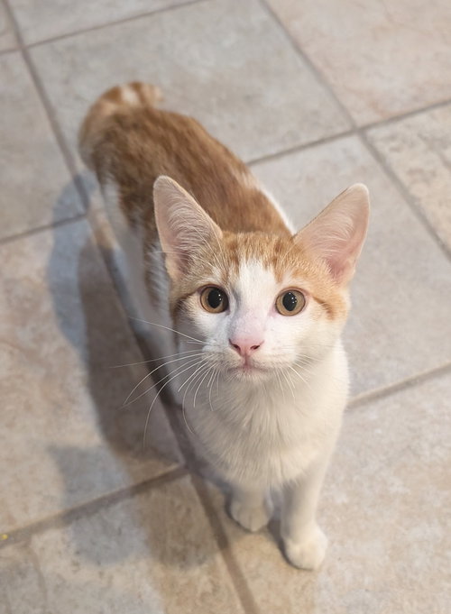 STEVE - Domestic Short Hair available for adoption