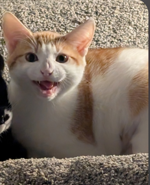 STEVE - Domestic Short Hair available for adoption