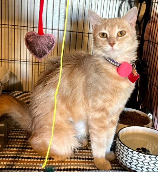 Buttercup Image
