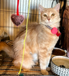 Buttercup - Photo 1