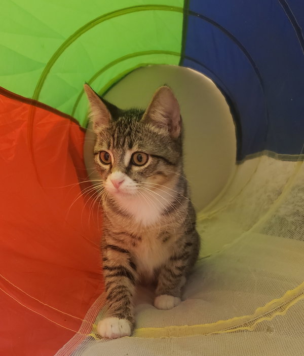 Georgie